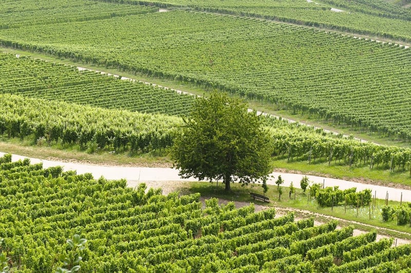 Twilight Vineyard Retreat